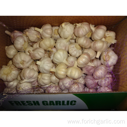 Fresh High Quality Normal White Garlic 2019